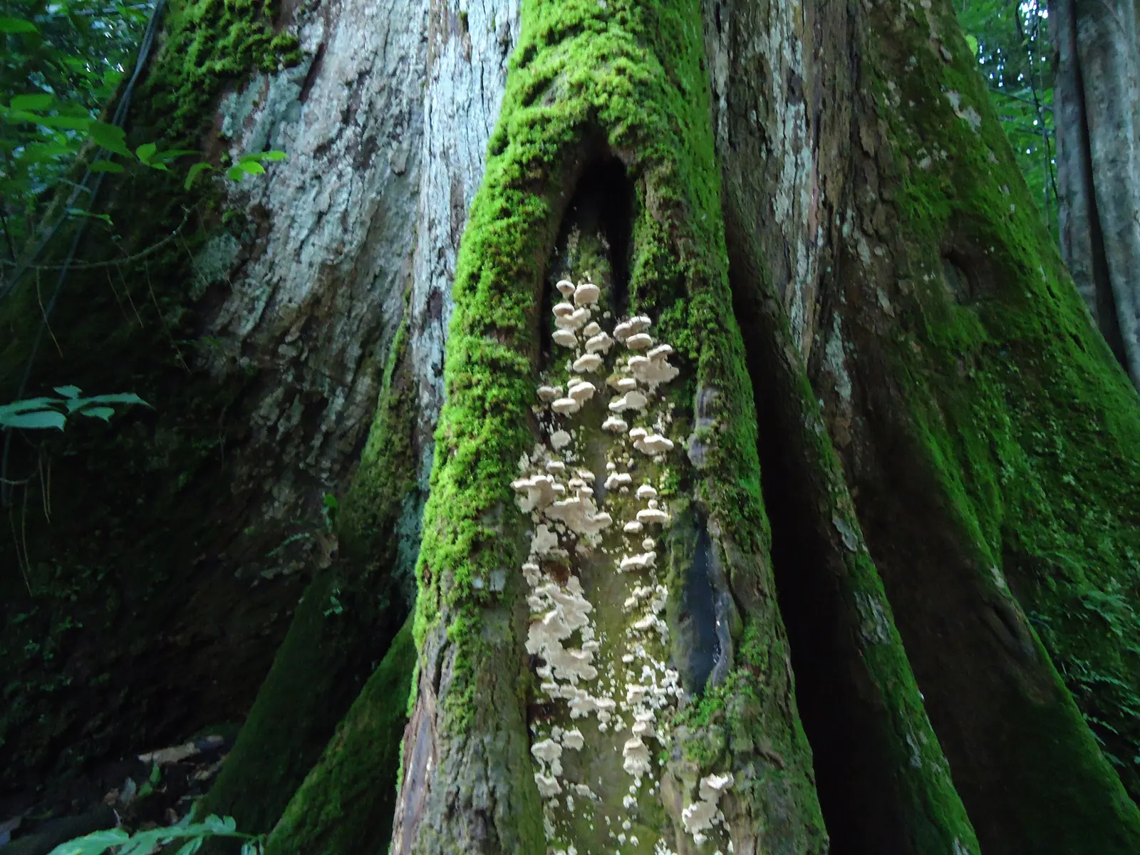 Close view of a moss-covered tree trunk with fungi